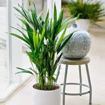 Natural Areca Palm Plant